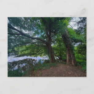Carte Postale Scène forestière près de Covington Géorgie