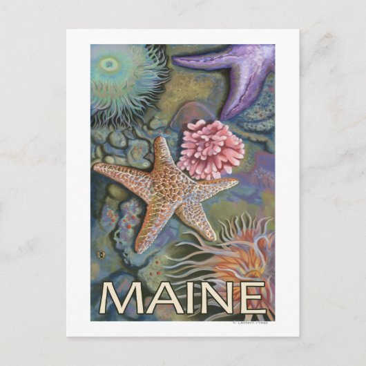 Carte Postale Scène MaineTidepool (Devant)
