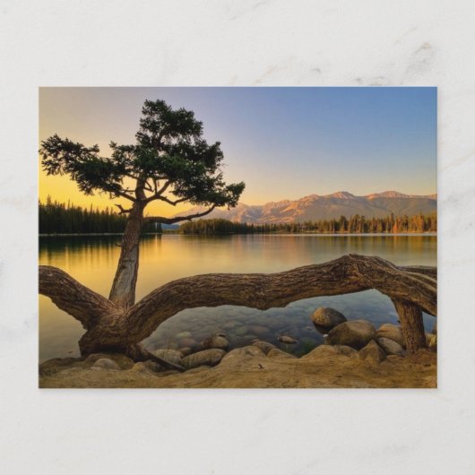 Carte Postale Scène naturelle (Devant)