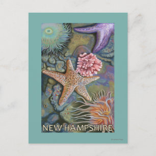 Carte Postale Scène New HampshireTidepool