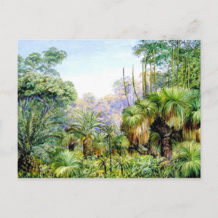 Carte Postale Scène nord - Forêt dans l'ouest de l'Australie