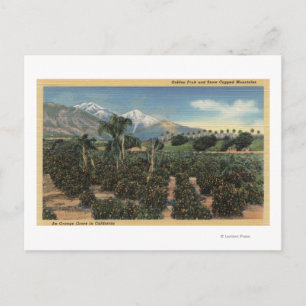 Carte Postale Scène Orange Grove avec Mts couverts de neige