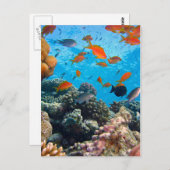 Carte Postale Scène sous-marine (Devant / Derrière)