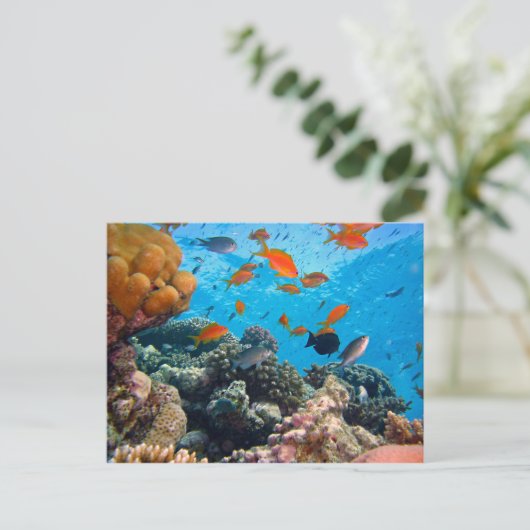 Carte Postale Scène sous-marine (Debout devant)