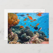 Carte Postale Scène sous-marine (Devant / Derrière)