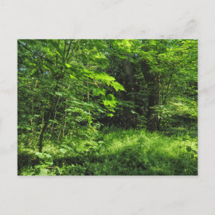 Carte Postale Scène Woodland