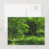 Carte Postale Scène Woodland (Devant / Derrière)