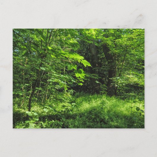 Carte Postale Scène Woodland (Devant)