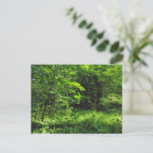 Carte Postale Scène Woodland (Debout devant)