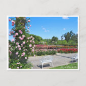 Carte Postale Scenery of Rose Garden ポストカード (Devant)