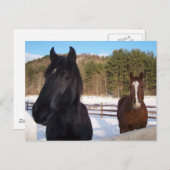 CARTE POSTALE SCÈNES CHEVAUX (Devant / Derrière)