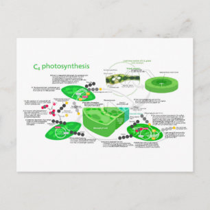 Carte Postale Schéma de la photosynthèse C4 Feuille Plante 