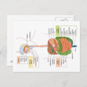 Carte Postale Schéma du système digestif gastro-intestinal humai (Devant / Derrière)