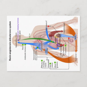 Carte Postale Schéma du système Rénine-Angiotensine Diagramme du