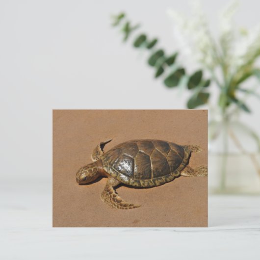 Carte Postale Schildkröte (Debout devant)