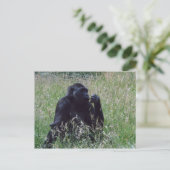 Carte Postale Schimpanse (Debout devant)