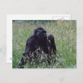 Carte Postale Schimpanse (Devant / Derrière)