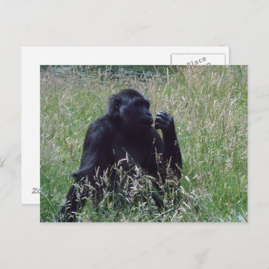 Carte Postale Schimpanse (Devant / Derrière)