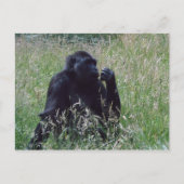 Carte Postale Schimpanse (Devant)