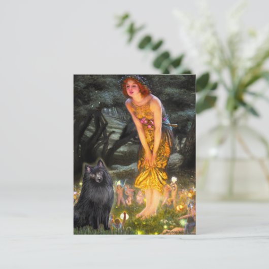 Carte Postale Schipperke 2 - MidEve (Debout devant)