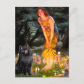 Carte Postale Schipperke 2 - MidEve (Devant)