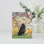 Carte Postale Schipperke 6 - Printemps (Debout devant)