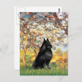 Carte Postale Schipperke 6 - Printemps (Devant / Derrière)