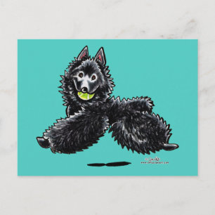 Carte Postale Schipperke Joue
