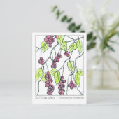 Carte Postale Schisandra Herb Materia Medica Cards Herbal Study (Debout devant)