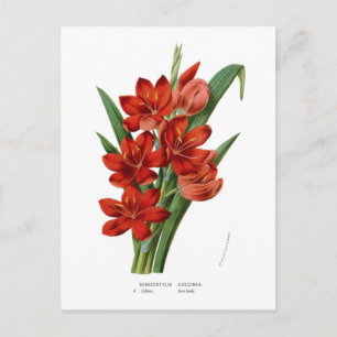 Carte Postale Schizostylis coccinea (Kaffir lily)