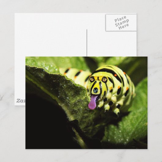 Carte Postale Schlobber (Devant / Derrière)