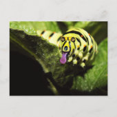 Carte Postale Schlobber (Devant)