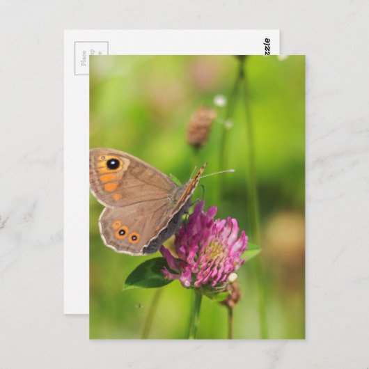 Carte Postale Schmetterling (Devant / Derrière)