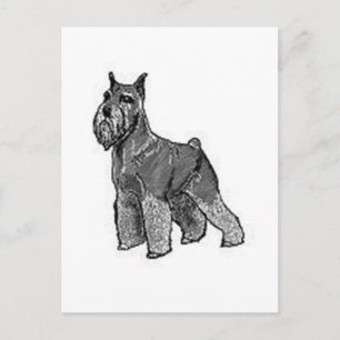 Carte Postale Schnauzer