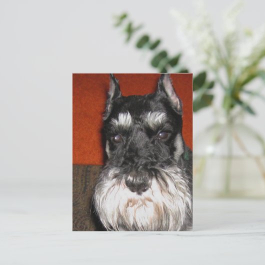 Carte postale Schnauzer (Debout devant)