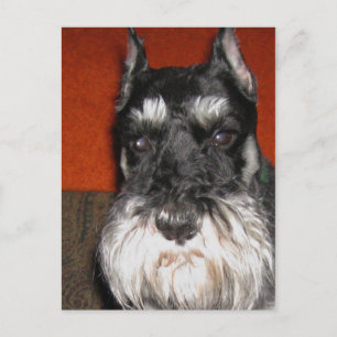 Carte postale Schnauzer