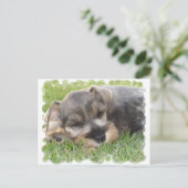 Carte postale Schnauzer (Debout devant)