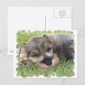 Carte postale Schnauzer (Devant / Derrière)