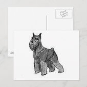 Carte Postale Schnauzer (Devant / Derrière)