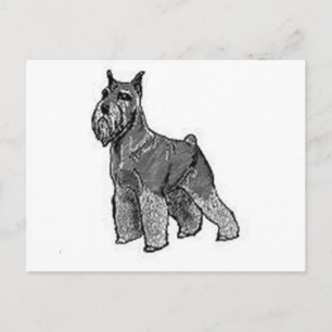 Carte Postale Schnauzer