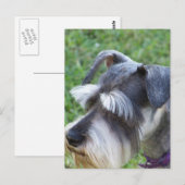 Carte postale Schnauzer (Devant / Derrière)