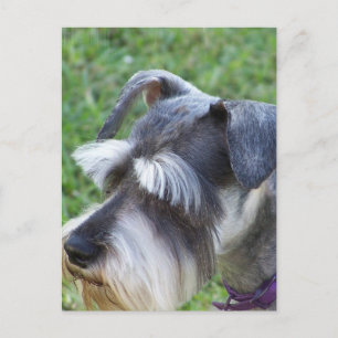 Carte postale Schnauzer