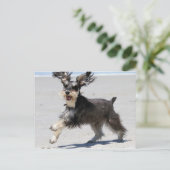 Carte Postale Schnauzer - le JR est un garçon heureux ! (Debout devant)