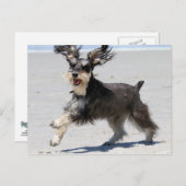 Carte Postale Schnauzer - le JR est un garçon heureux ! (Devant / Derrière)