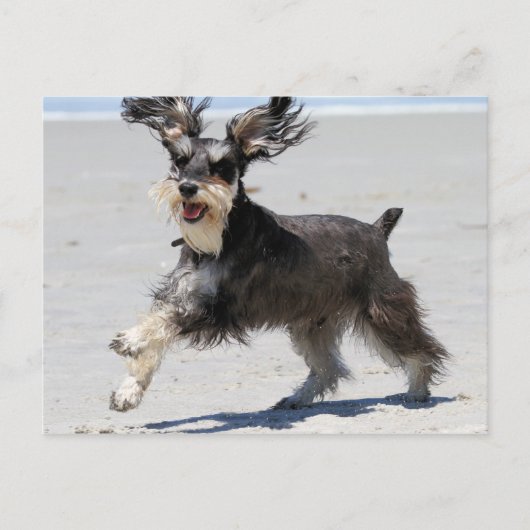Carte Postale Schnauzer - le JR est un garçon heureux ! (Devant)