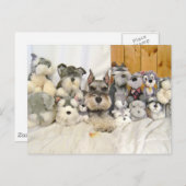 Carte postale Schnauzer miniature (Devant / Derrière)