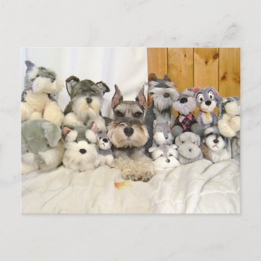 Carte postale Schnauzer miniature (Devant)