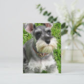Carte postale Schnauzer miniature (Debout devant)