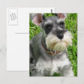 Carte postale Schnauzer miniature (Devant / Derrière)