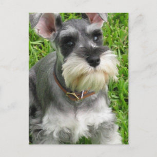 Carte postale Schnauzer miniature